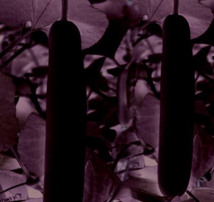 Bottle Gourd
