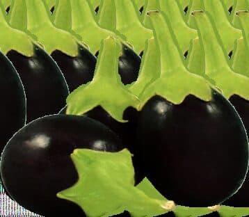 Brinjal