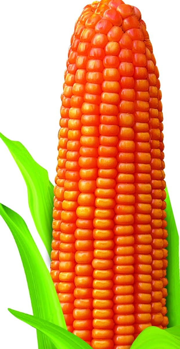 Maize