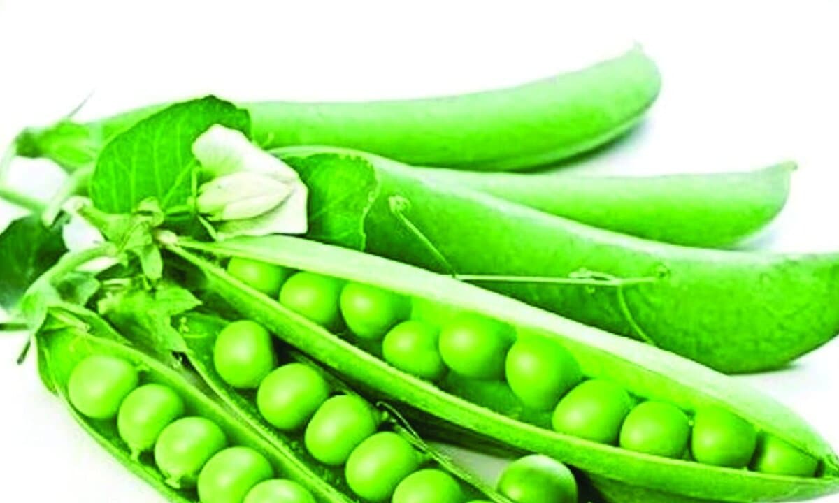 Pea