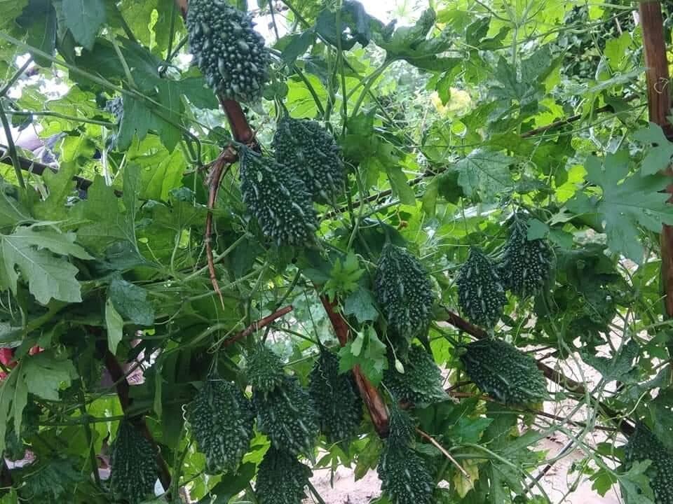 Bitter gourd Jigar under field trial