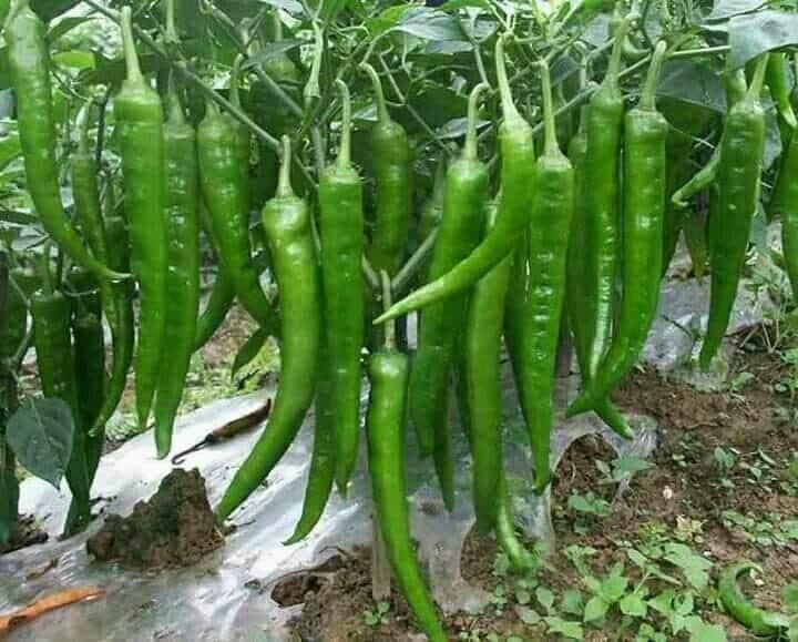 Chilli Chanchal under field trial