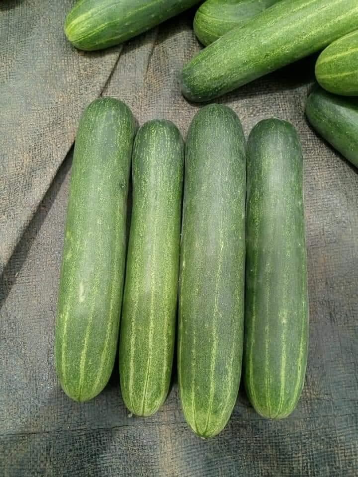 Cucumber Krishna under field trial
