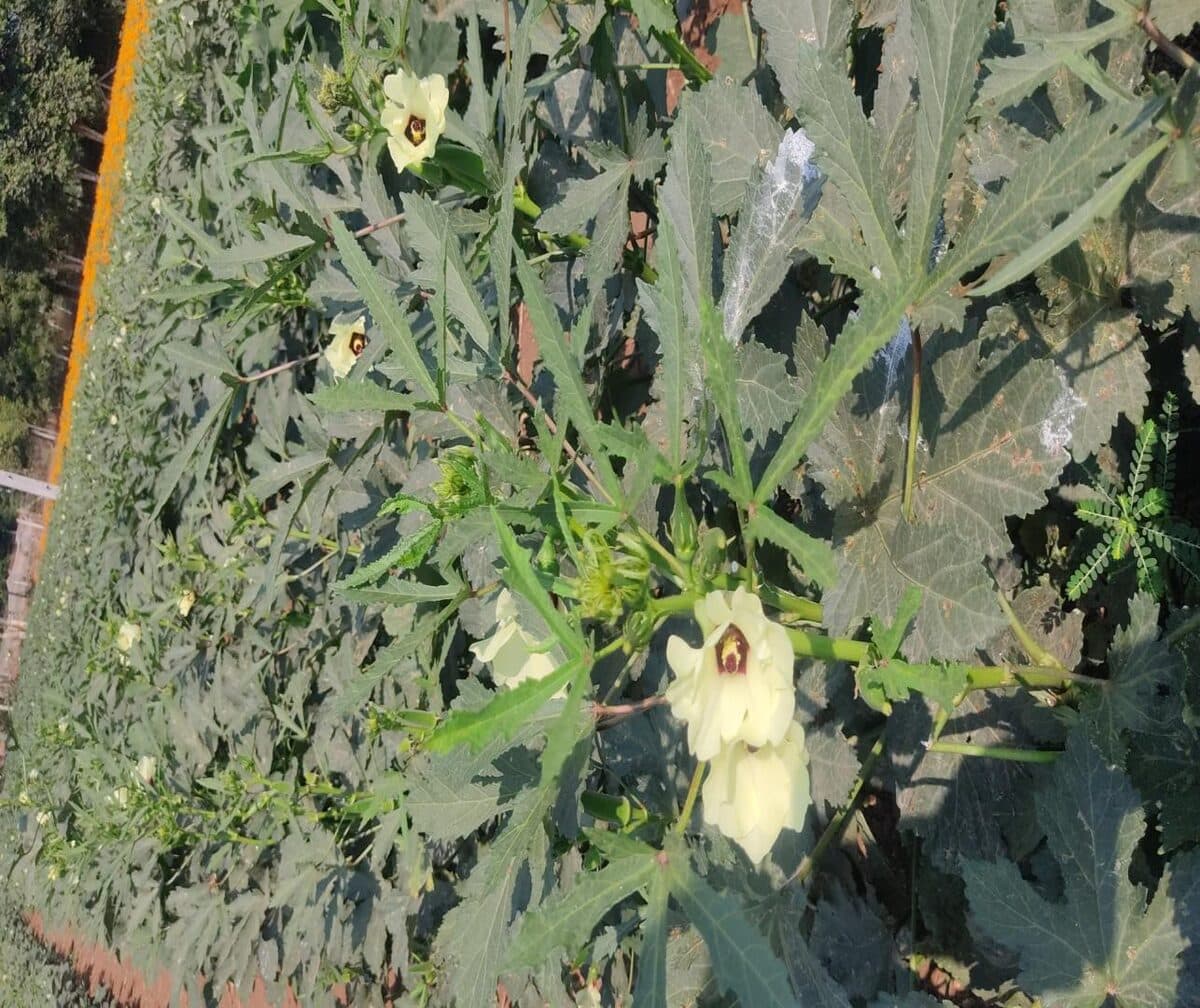 Melbo okra under field evaluation