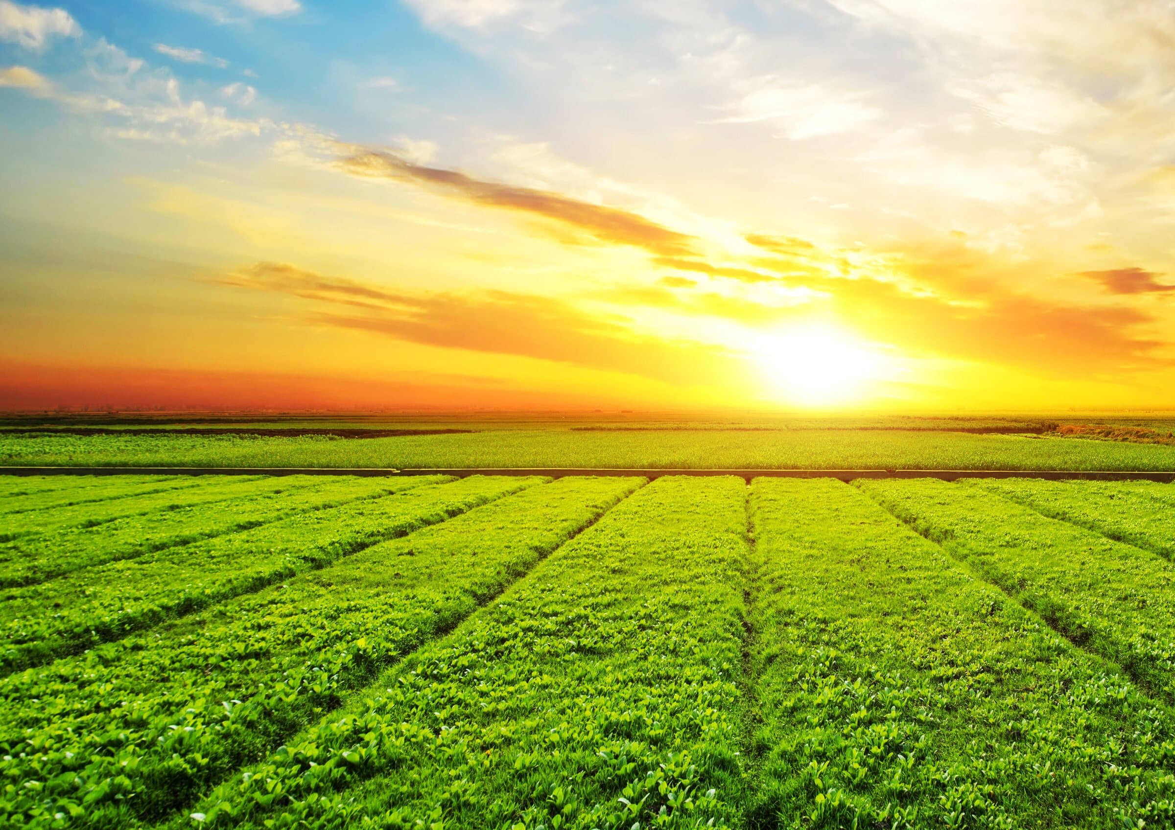 Crop rows at sunrise