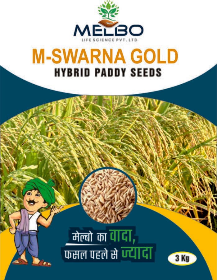 M-Swarna Gold — view 2