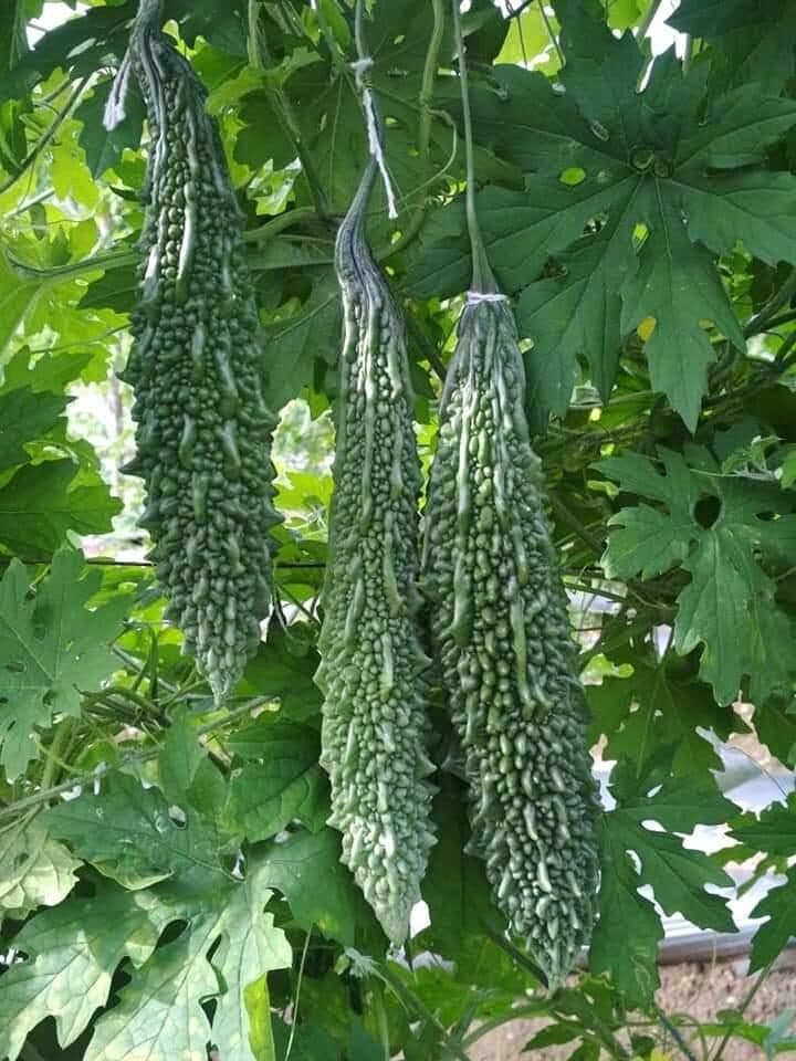 Saksham under field trial