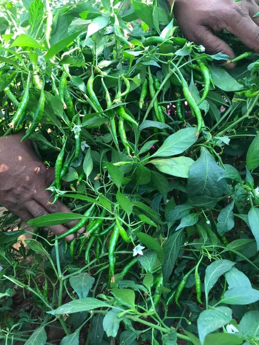 Neha under field trial