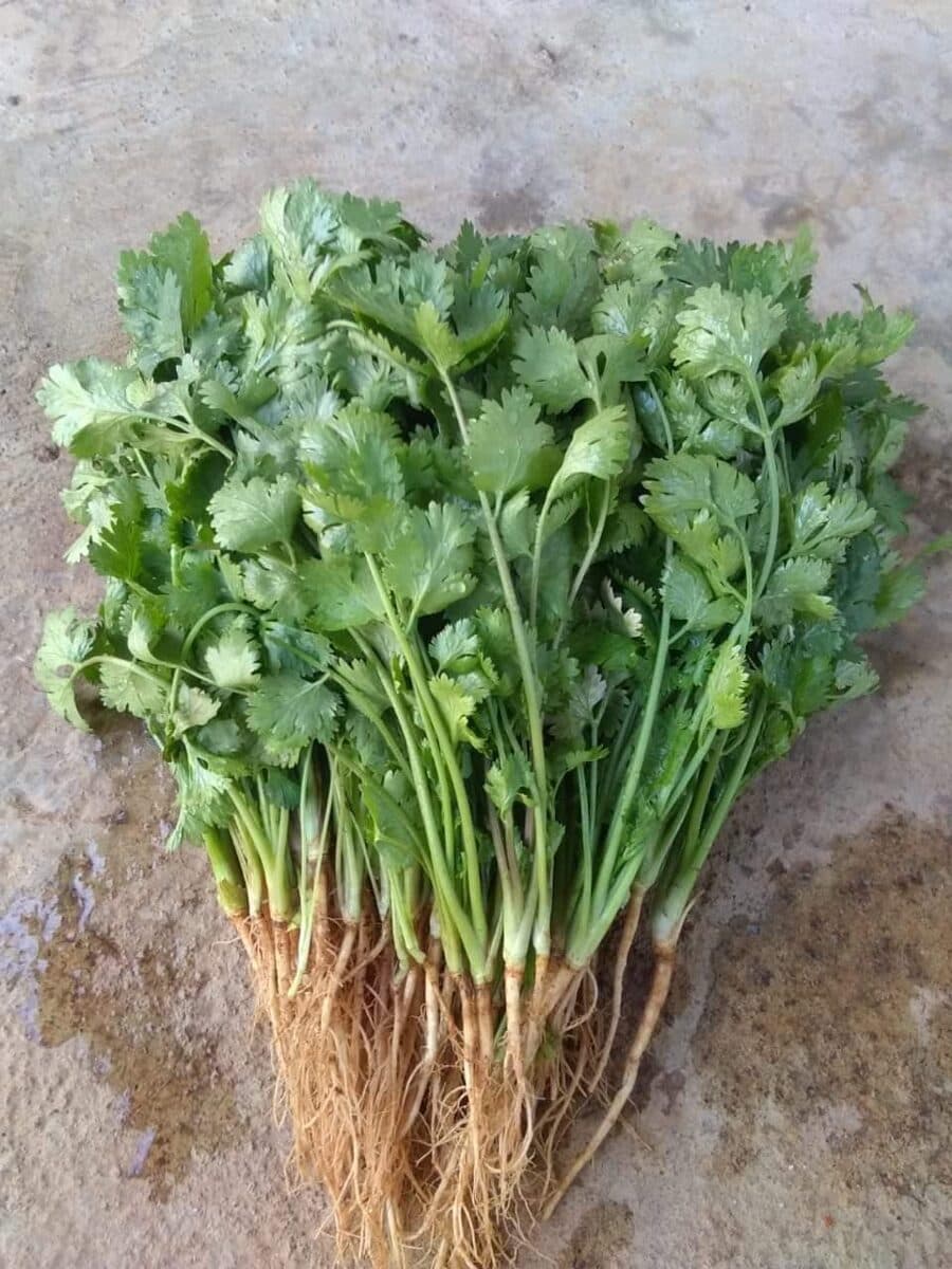 Haritama under field trial