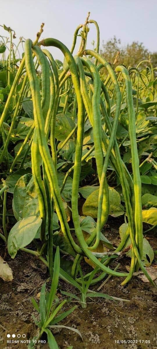 Kumud under field trial