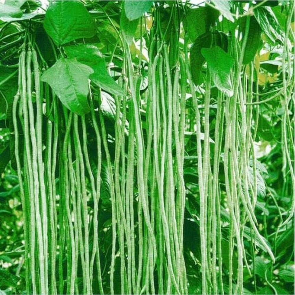 Lalsa under field trial