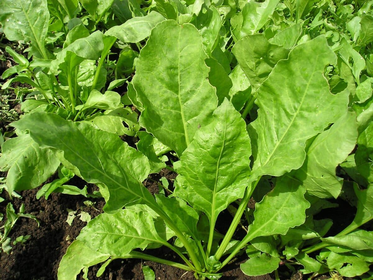 Express Green under field trial