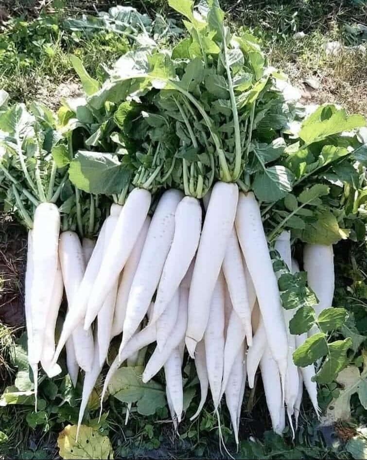 Dhawal under field trial