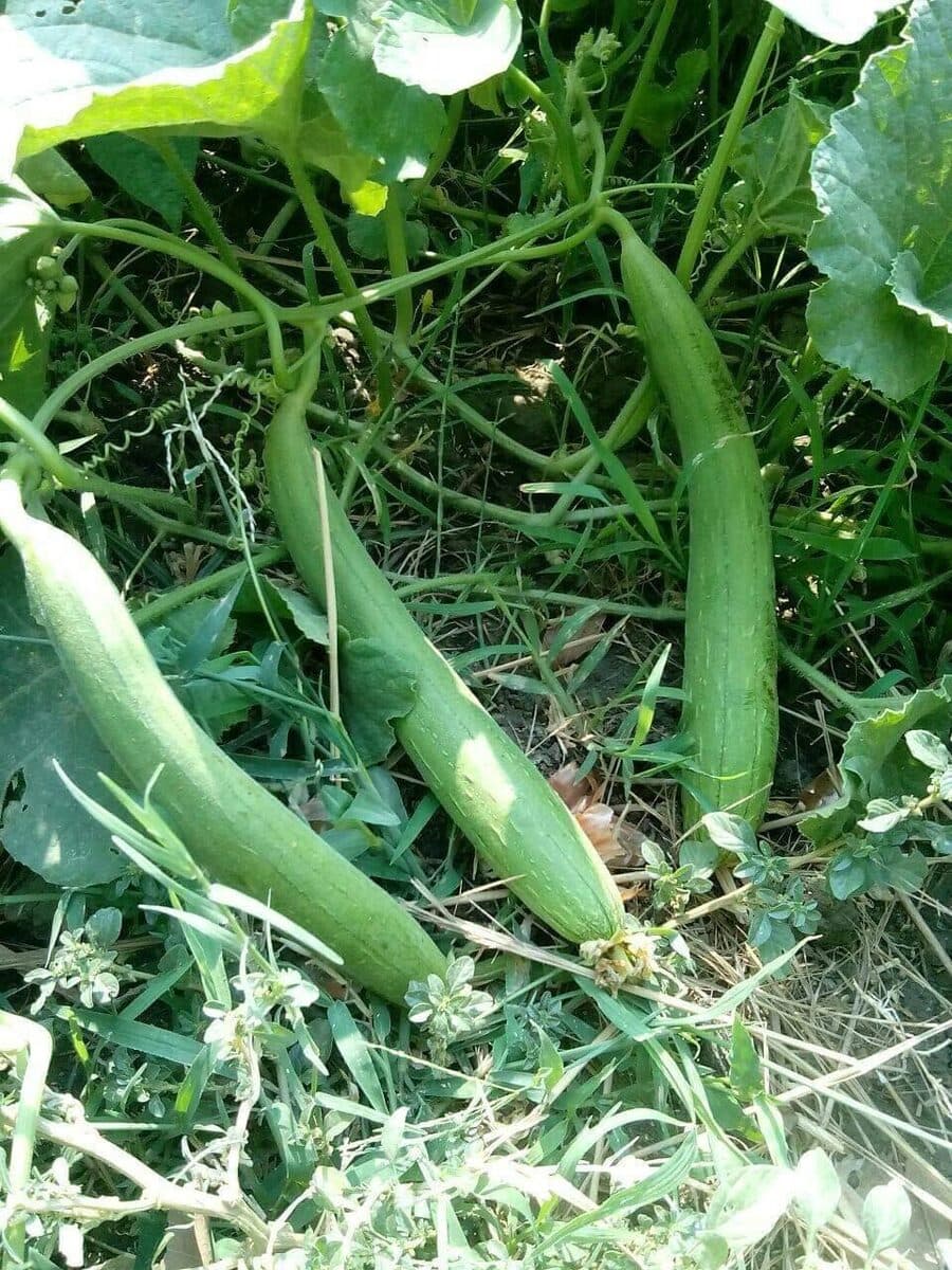 Jumbo under field trial