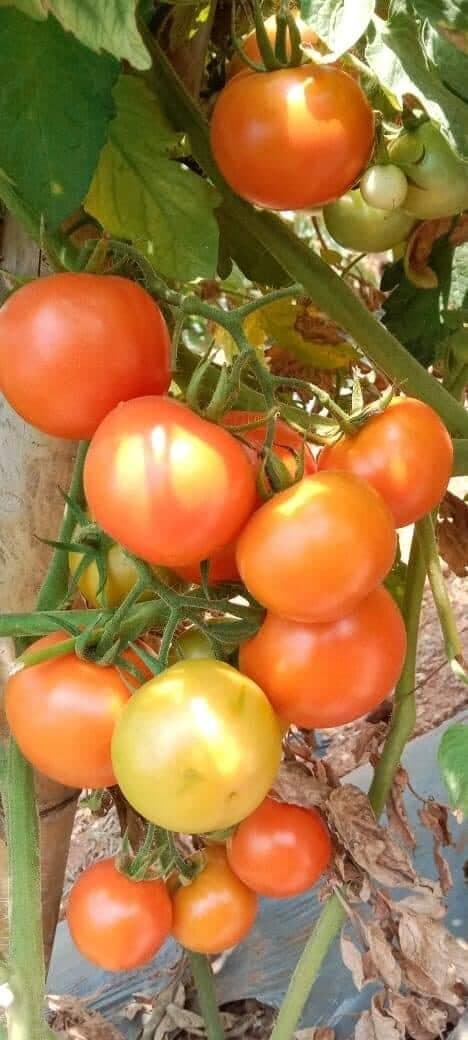 Melbo tomato under field evaluation