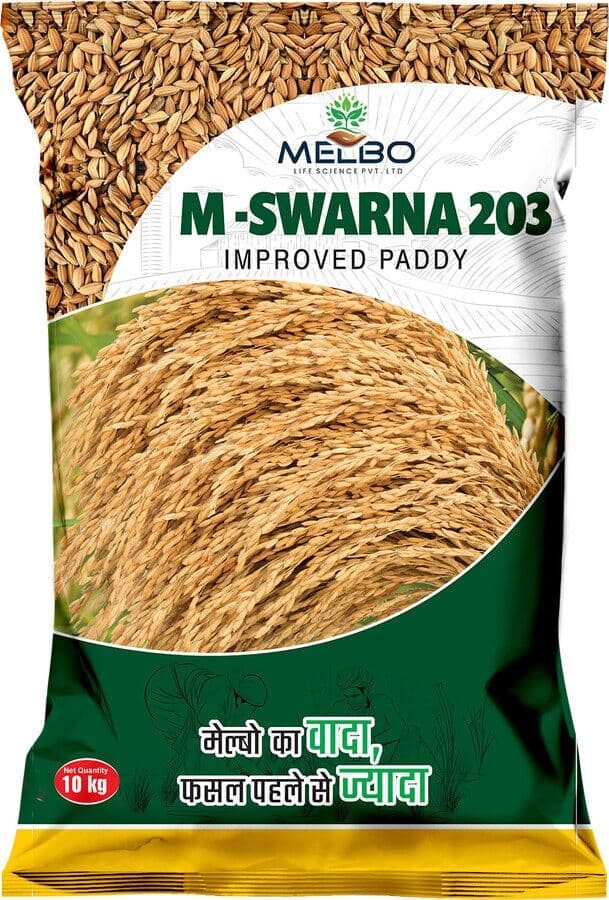 M-Swarna 203