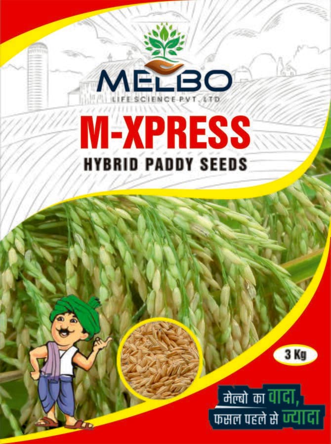 M-Xpress — view 2