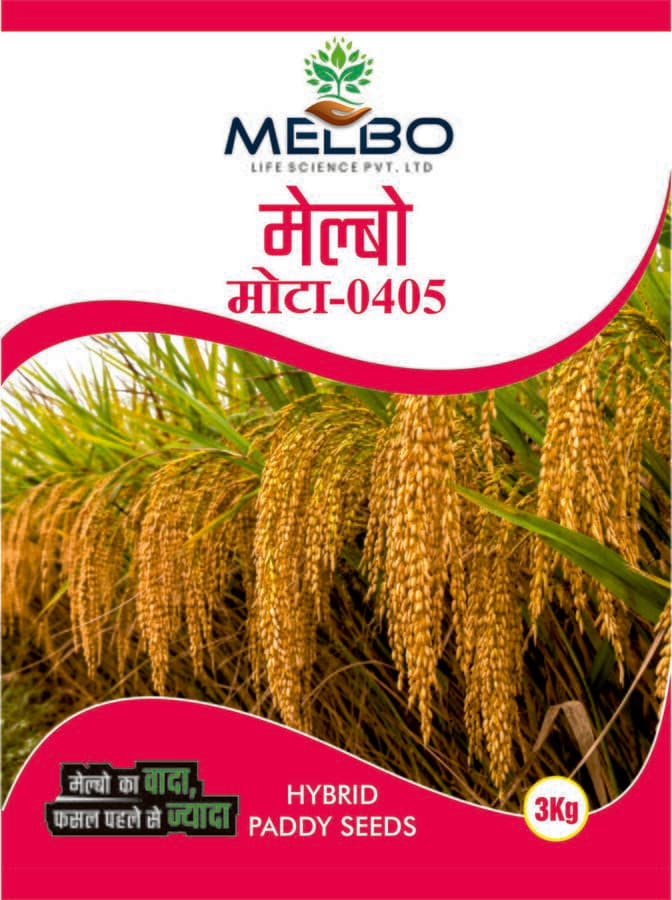 Melbo Mota-0405